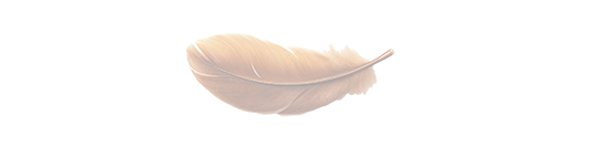 Eine zarte, hellbeige Feder auf weißem Hintergrund.