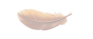 Eine zarte, braune Feder auf weißem Hintergrund.