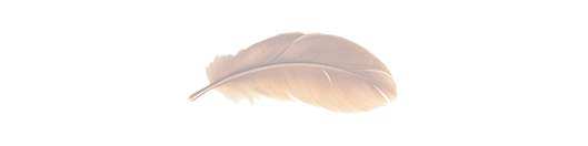 Zarte, cremefarbene Feder auf einem hellen Hintergrund.